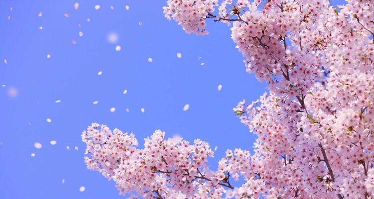枝垂樱花语有哪些独特之处？如何理解枝垂樱花的花语？