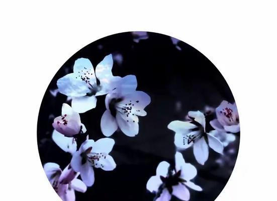 枝垂樱花语有哪些独特之处？如何理解枝垂樱花的花语？