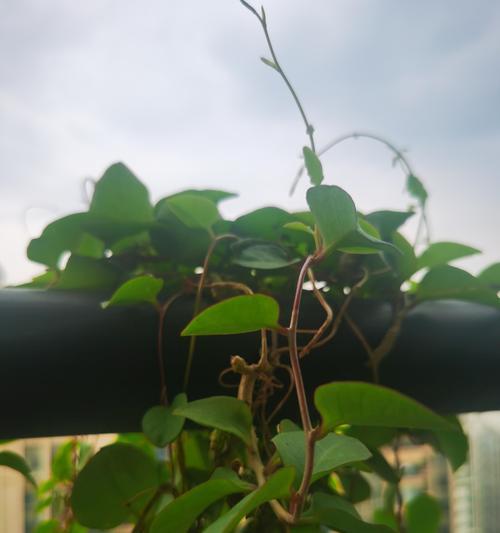 落葵薯花语代表了什么？落葵薯的花语有何寓意？