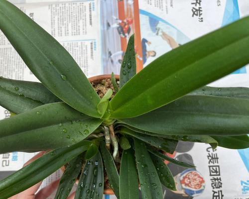 风兰的花语是什么？风兰象征着什么？