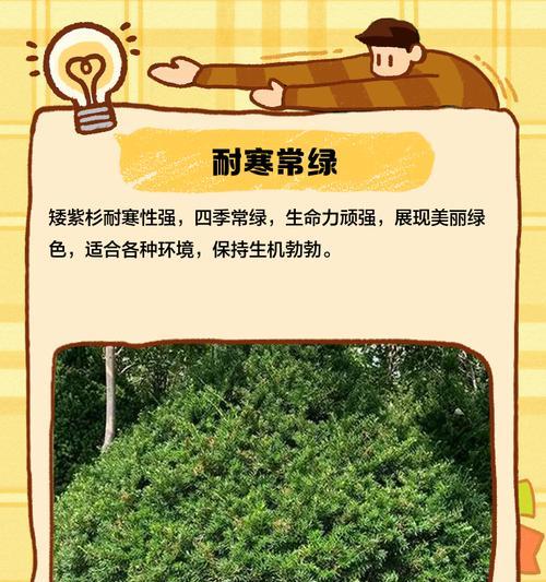 紫杉树花语有哪些含义？紫杉树象征着什么？