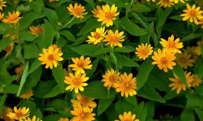 小雉菊花语是什么意思？小雉菊代表了什么？