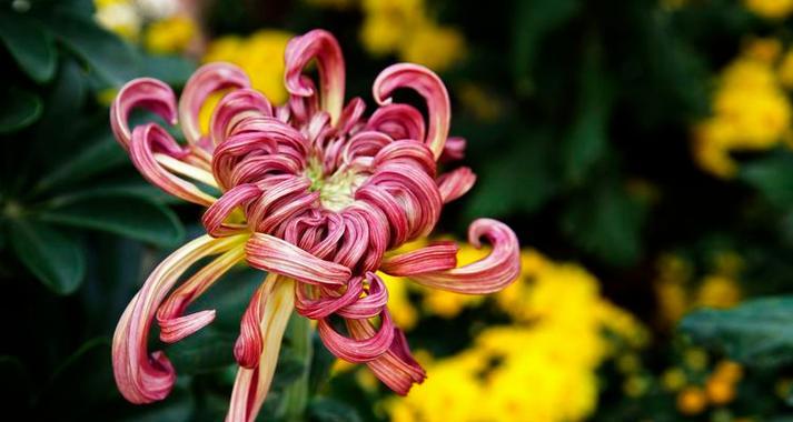 小雉菊花语是什么意思？小雉菊代表了什么？