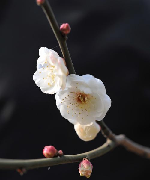 龙须铁花语有何深意？龙须铁象征着什么？