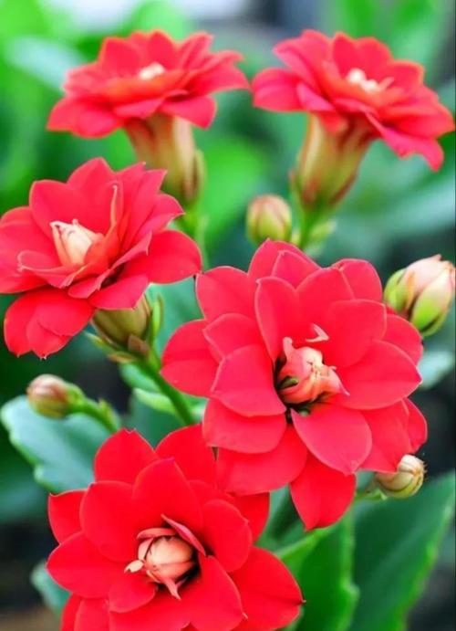 红宝石花语代表了什么？红宝石象征着什么？