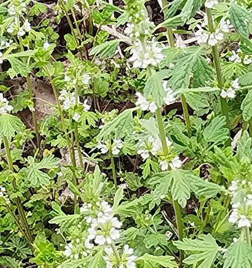 夏至草花语有哪些含义？夏至草象征着什么？