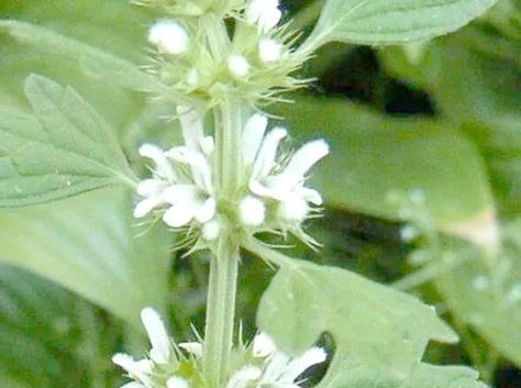 夏至草花语有哪些含义？夏至草象征着什么？