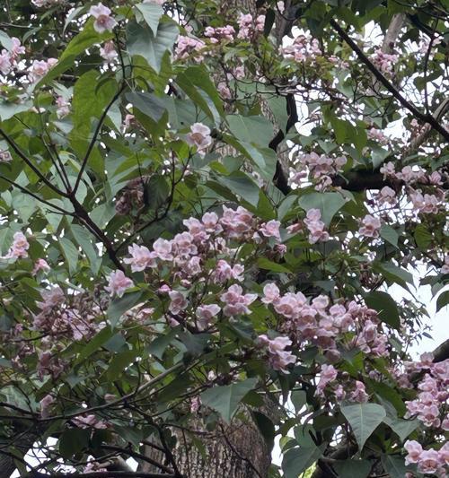 楸树花花语是什么意思？楸树花的花语有何寓意？