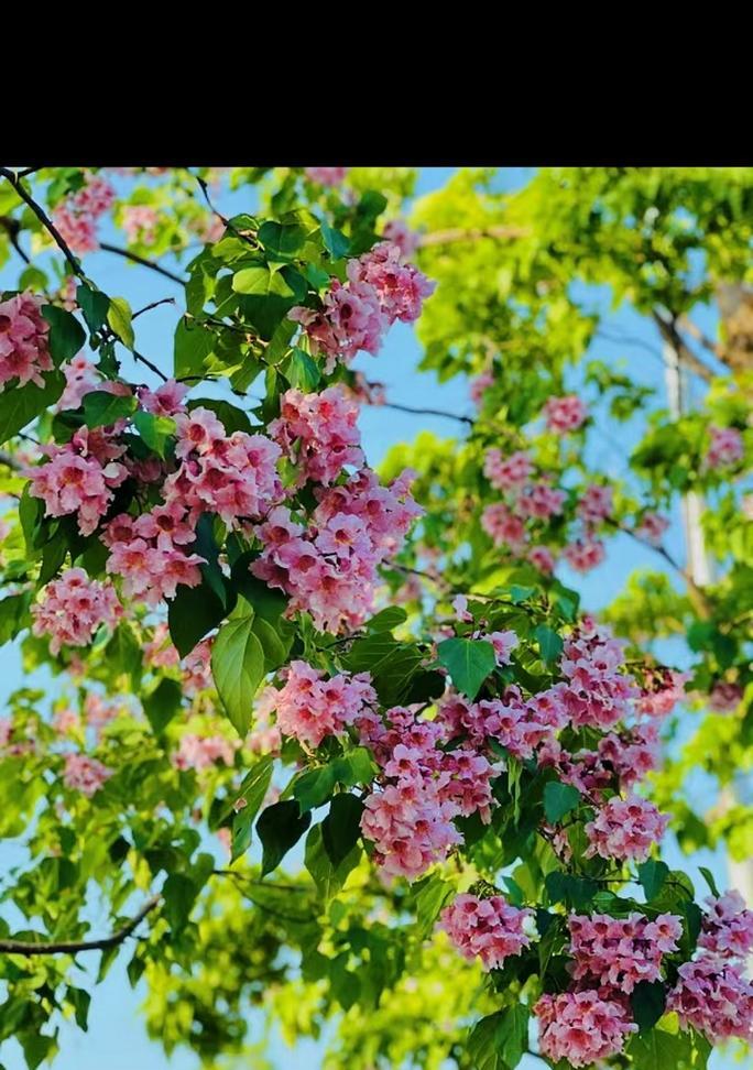 楸树花花语是什么意思？楸树花的花语有何寓意？