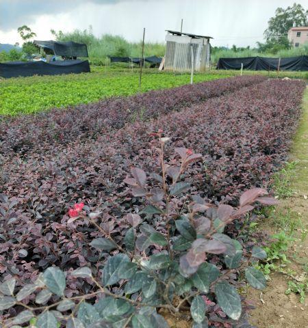 桎木花花语代表了什么？桎木花的象征意义是什么？