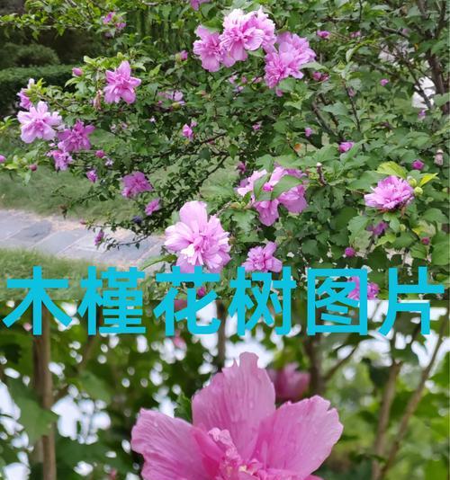 花语木槿有哪些含义？木槿的花语是什么？