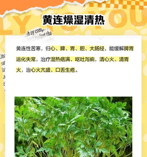 黄连花语是什么？黄连象征着什么？
