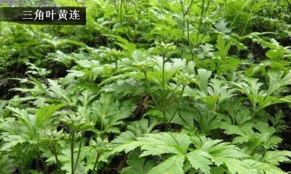 黄连花语是什么？黄连象征着什么？