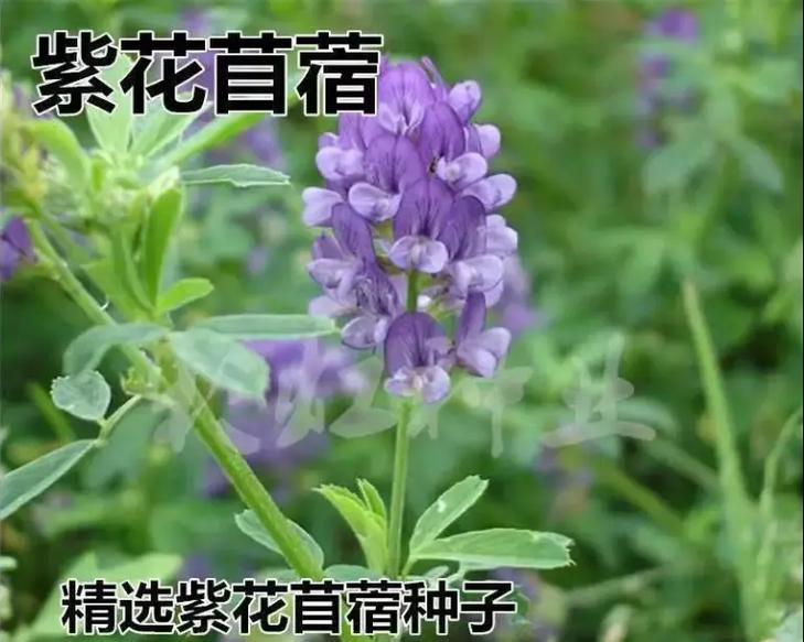 菊苣花语是什么？菊苣的花语有何寓意？