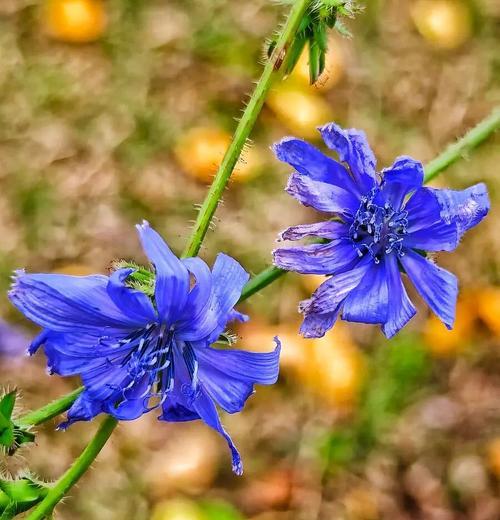 菊苣花语是什么？菊苣的花语有何寓意？