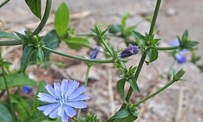 菊苣花语是什么？菊苣的花语有何寓意？