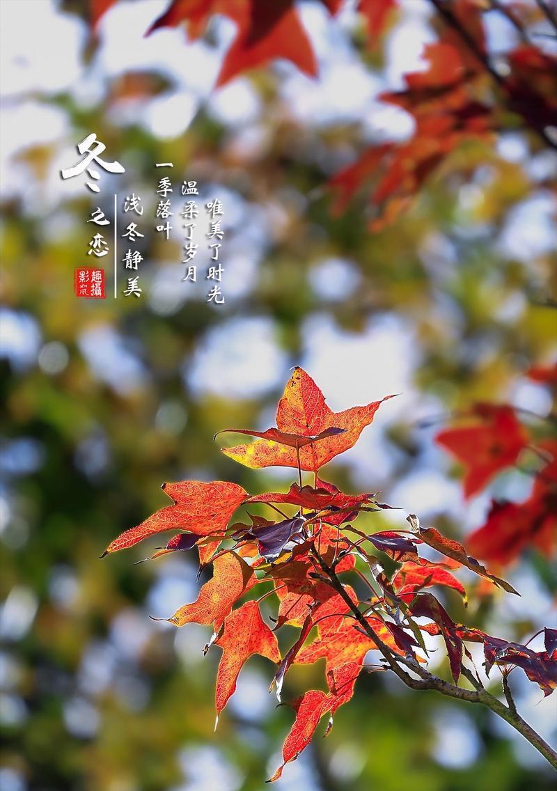 红叶花语代表了什么？红叶象征着什么？