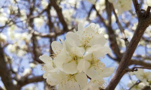 花语无用是什么意思？花语无用有何含义？