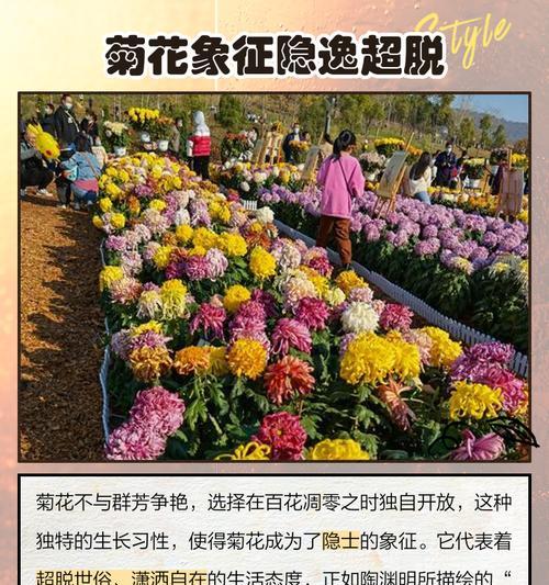 菊花花花语是什么？如何用菊花表达情感？