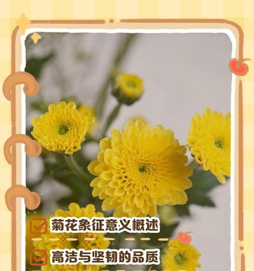 菊花花花语是什么？如何用菊花表达情感？