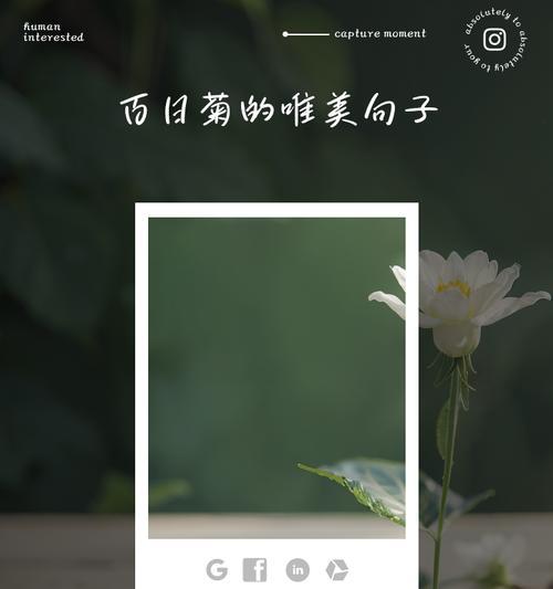 菊花花花语是什么？如何用菊花表达情感？