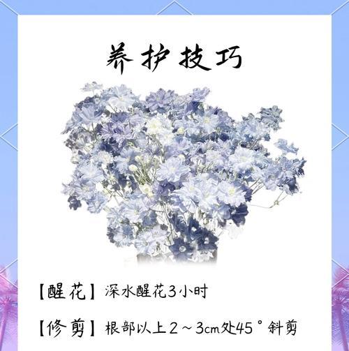小飞燕花语代表什么？送小飞燕花有何寓意？