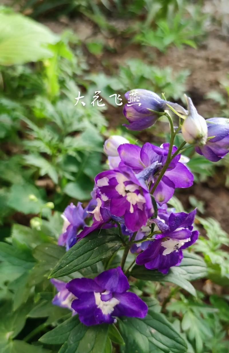 小飞燕花语代表什么？送小飞燕花有何寓意？