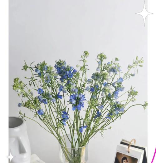 小飞燕花语代表什么？送小飞燕花有何寓意？