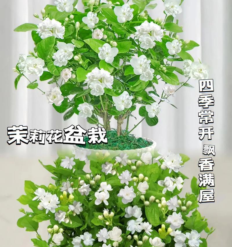 盆栽花语有哪些？如何挑选寓意吉祥的盆栽？