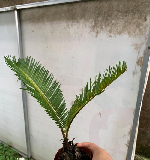 盆栽花语有哪些？如何挑选寓意吉祥的盆栽？