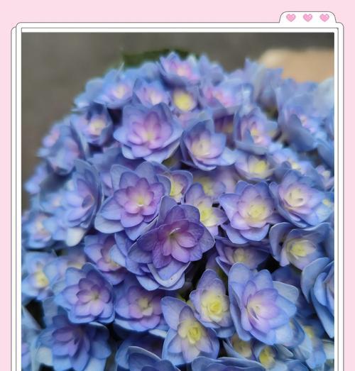 如何用花语表达爱意？花语表达的正确方式是什么？