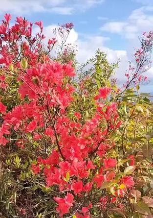 杜花的花语有何深意？杜花常用于哪些场合？