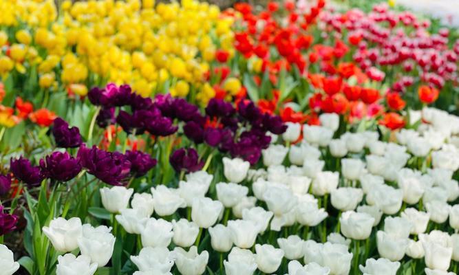 孔雀花语代表什么？孔雀花在花语中象征什么？