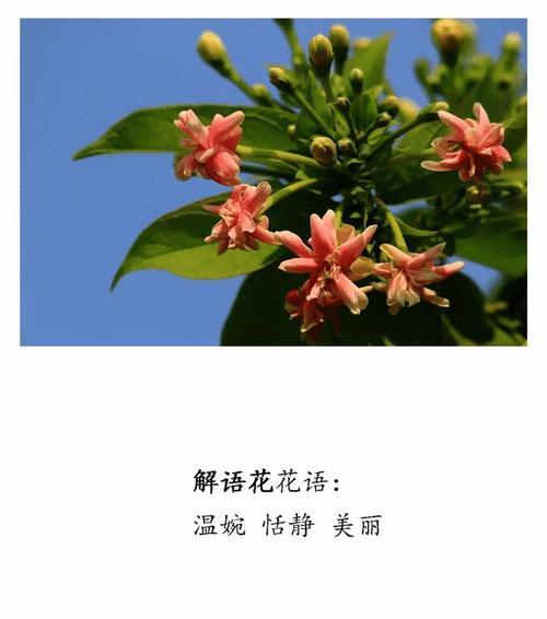 发财花语有哪些？如何用花语表达对财富的渴望？