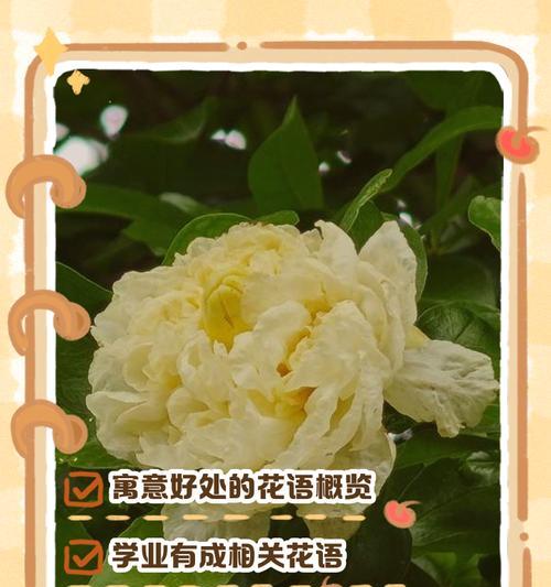 家庭花语有哪些？如何用花语表达对家的爱？