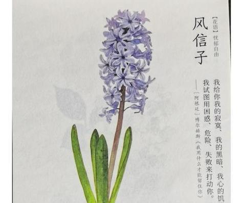 家庭花语有哪些？如何用花语表达对家的爱？