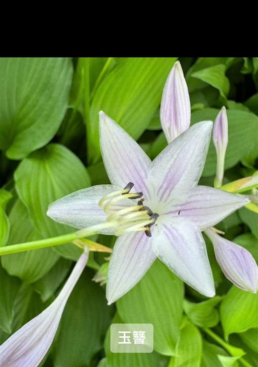 玉簪花语是什么意思？玉簪花在花语中象征什么？