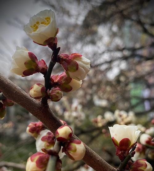 玉蝶花语有何寓意？玉蝶花常用于哪些场合？