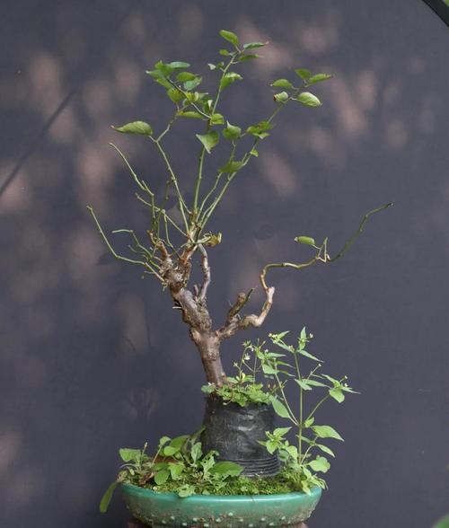 玉蝶花语有何寓意？玉蝶花常用于哪些场合？