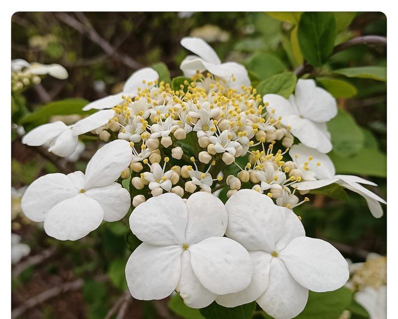 琼花花语有何深意？琼花常用于哪些场合？