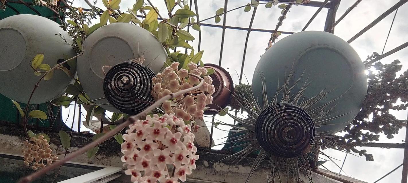 球兰花语是什么意思？球兰在花语中象征什么？