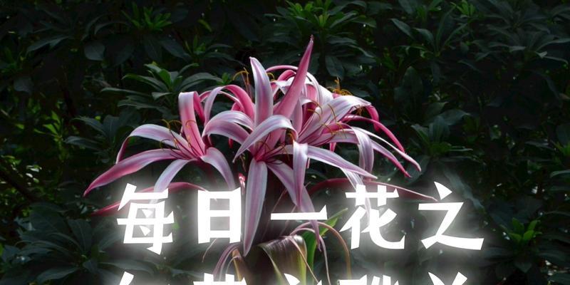 对红花语是什么？对红花常用于哪些场合？