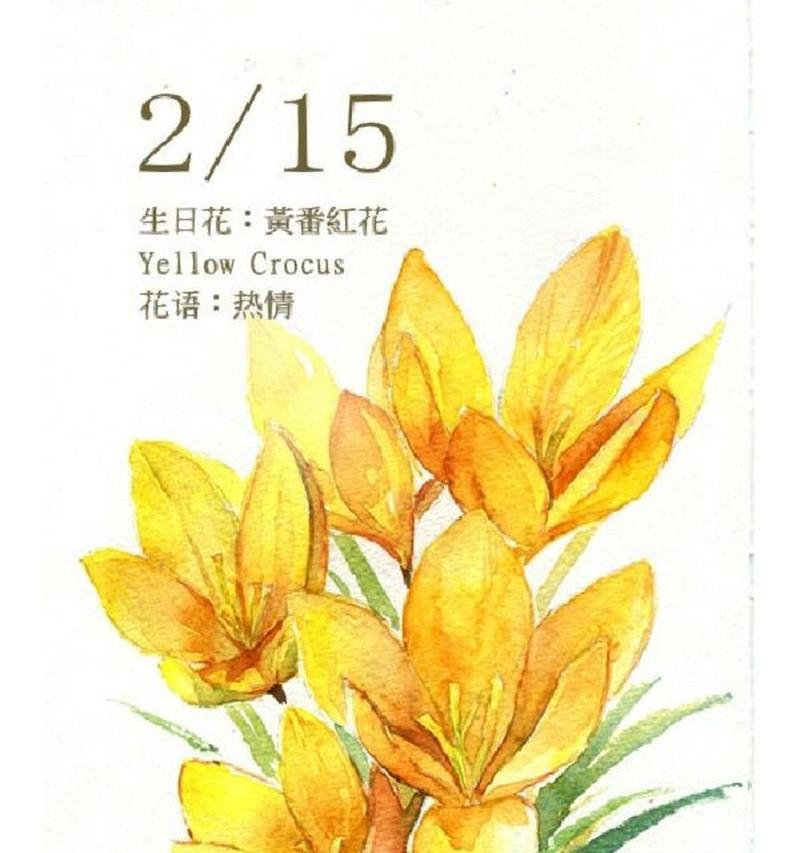 对红花语是什么？对红花常用于哪些场合？