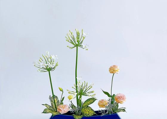 散尾花语有何寓意？散尾花在花语中象征什么？