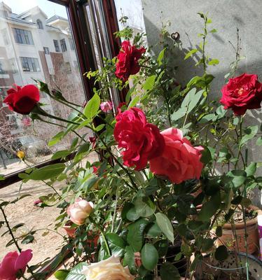 胧月花语是什么意思？胧月花在花语中象征什么？