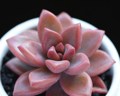 胧月花语是什么意思？胧月花在花语中象征什么？