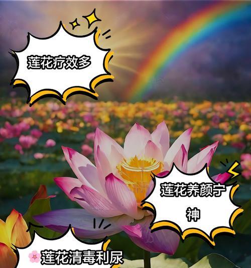 莲花花语彼代表什么？莲花在不同文化中的含义是什么？