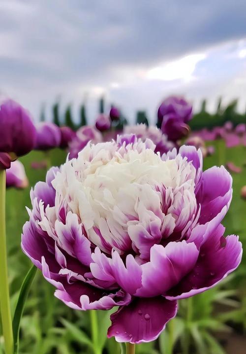 莨芍的花语有哪些？莨芍在花语中象征着什么？