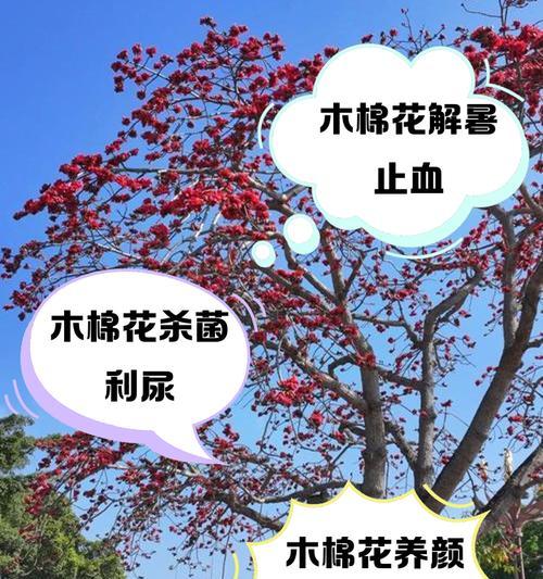 棉棉花花语是什么意思？棉棉花在花语中代表什么？