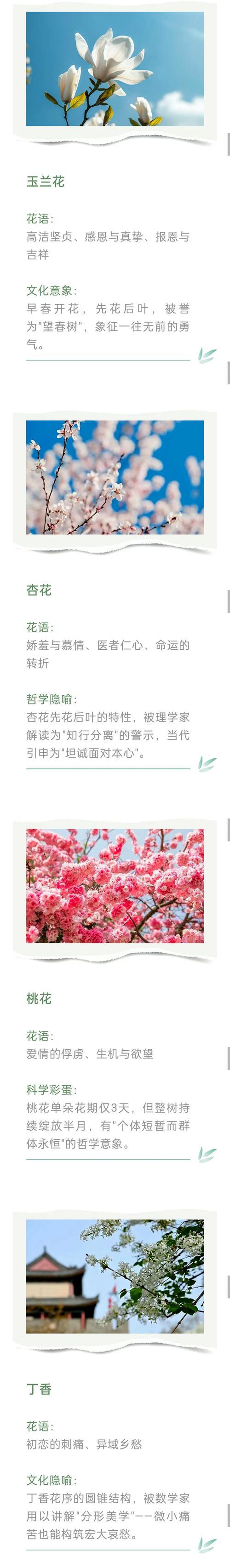 马帝联花语是什么？马帝联花在花语中象征着什么？